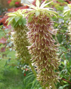 Eucomis Bicolor